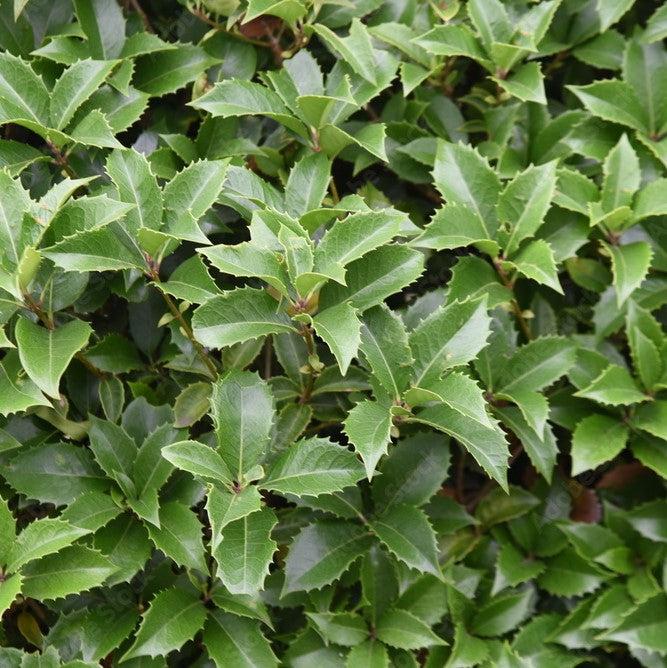 Osmanthus x fortunei 'Carl Wheeler' ~ Carl Wheeler Tea Olive-ServeScape