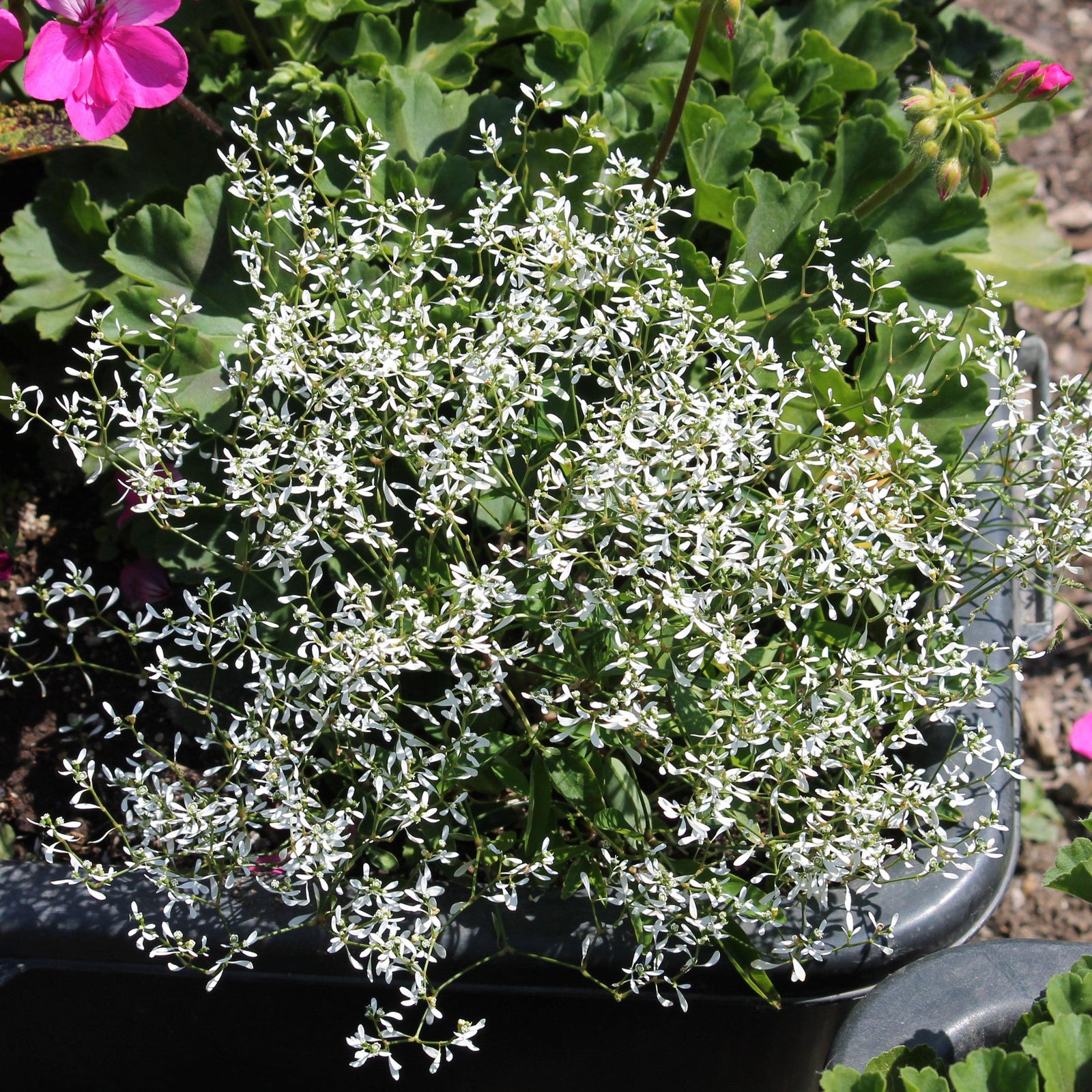 Euphorbia hypericifolia 'White Manaus' ~ White Manaus Euphorbia-ServeScape