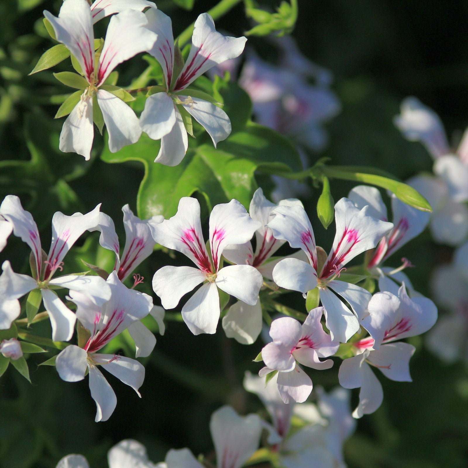 Pelargonium peltatum 'Blizzard White' ~ Blizzard® White Ivy Geranium-ServeScape