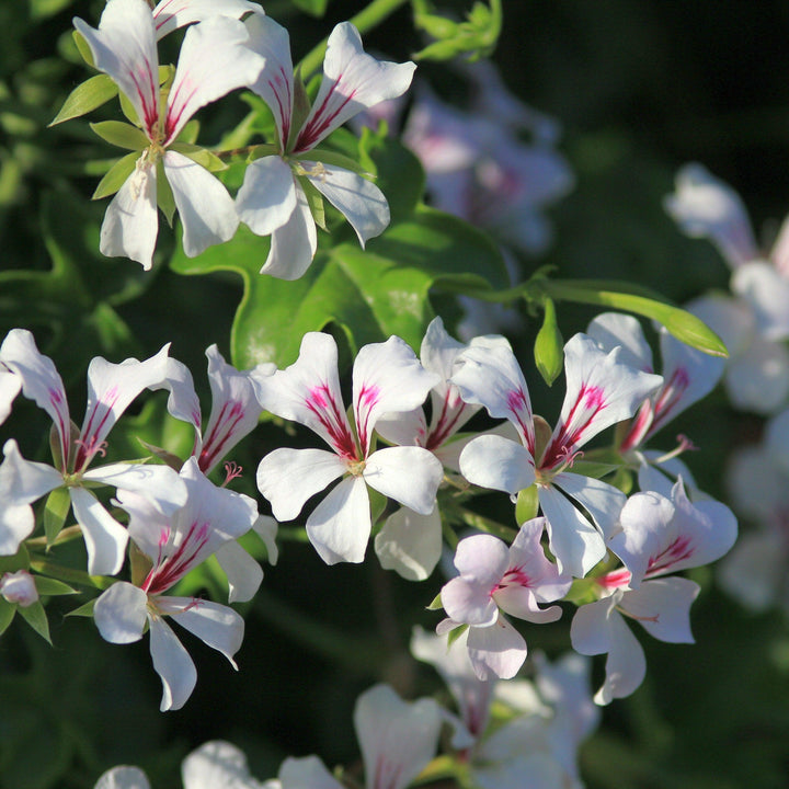 Pelargonium peltatum 'Blizzard White' ~ Blizzard® White Ivy Geranium-ServeScape