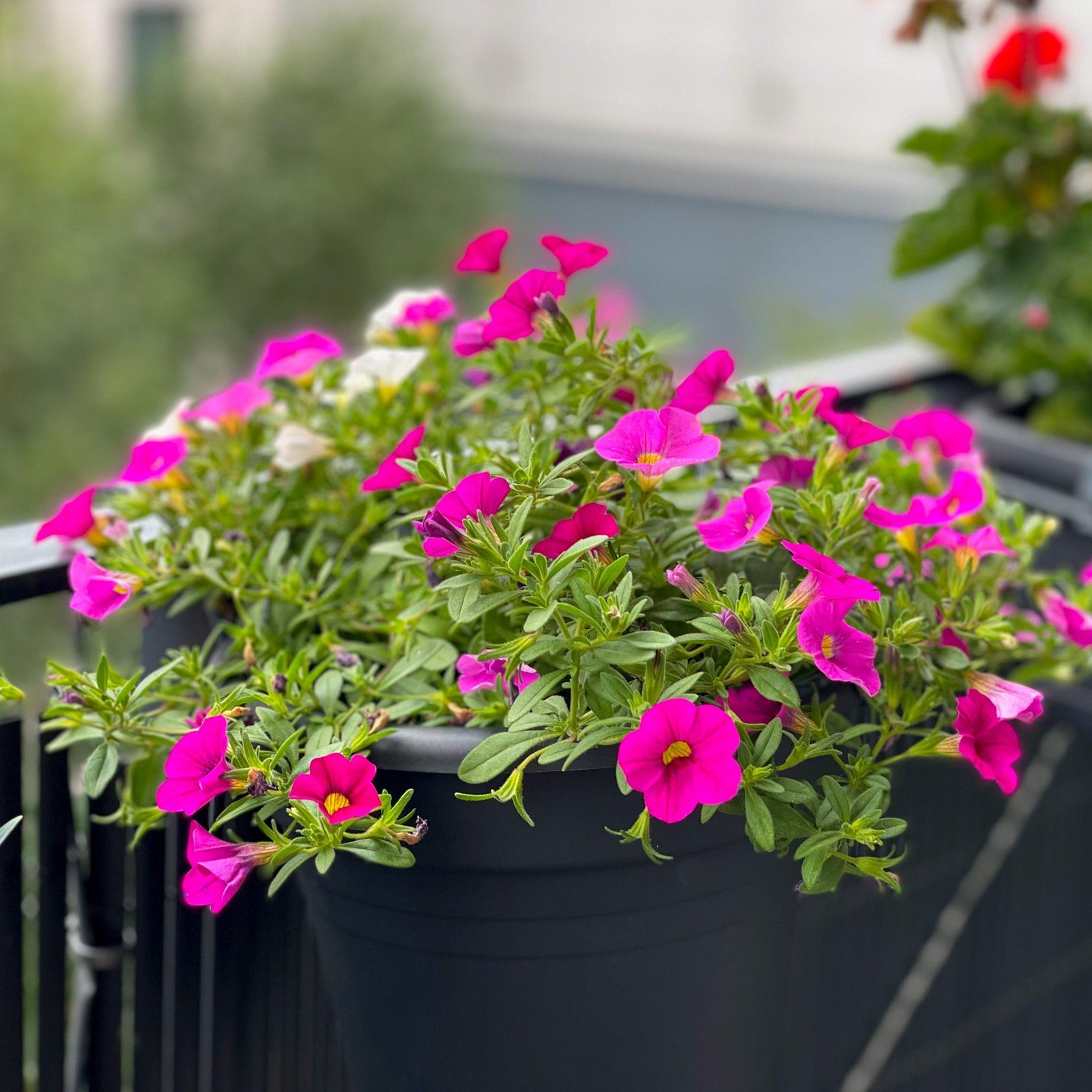 Calibrachoa 'Calitastic Bright Purple' ~ Calitastic® Bright Purple Calibrachoa-ServeScape