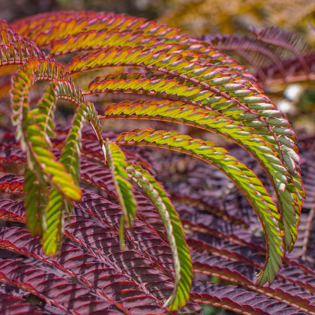 Albizia julibrissin ‘Evey’s Pride’ ~ Every's Pride Mimosa Tree-ServeScape