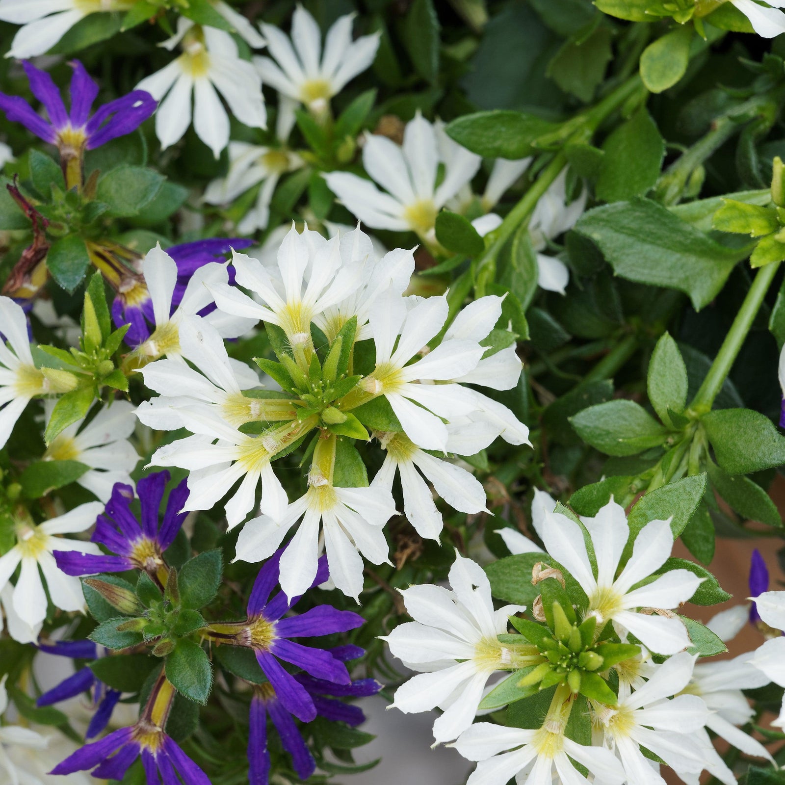 Scaevola aemula 'Bombay White' ~ Bombay® White Fan Flower-ServeScape