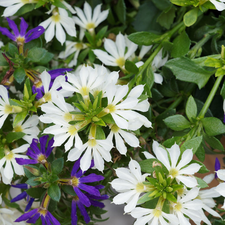 Scaevola aemula 'Bombay White' ~ Bombay® White Fan Flower-ServeScape
