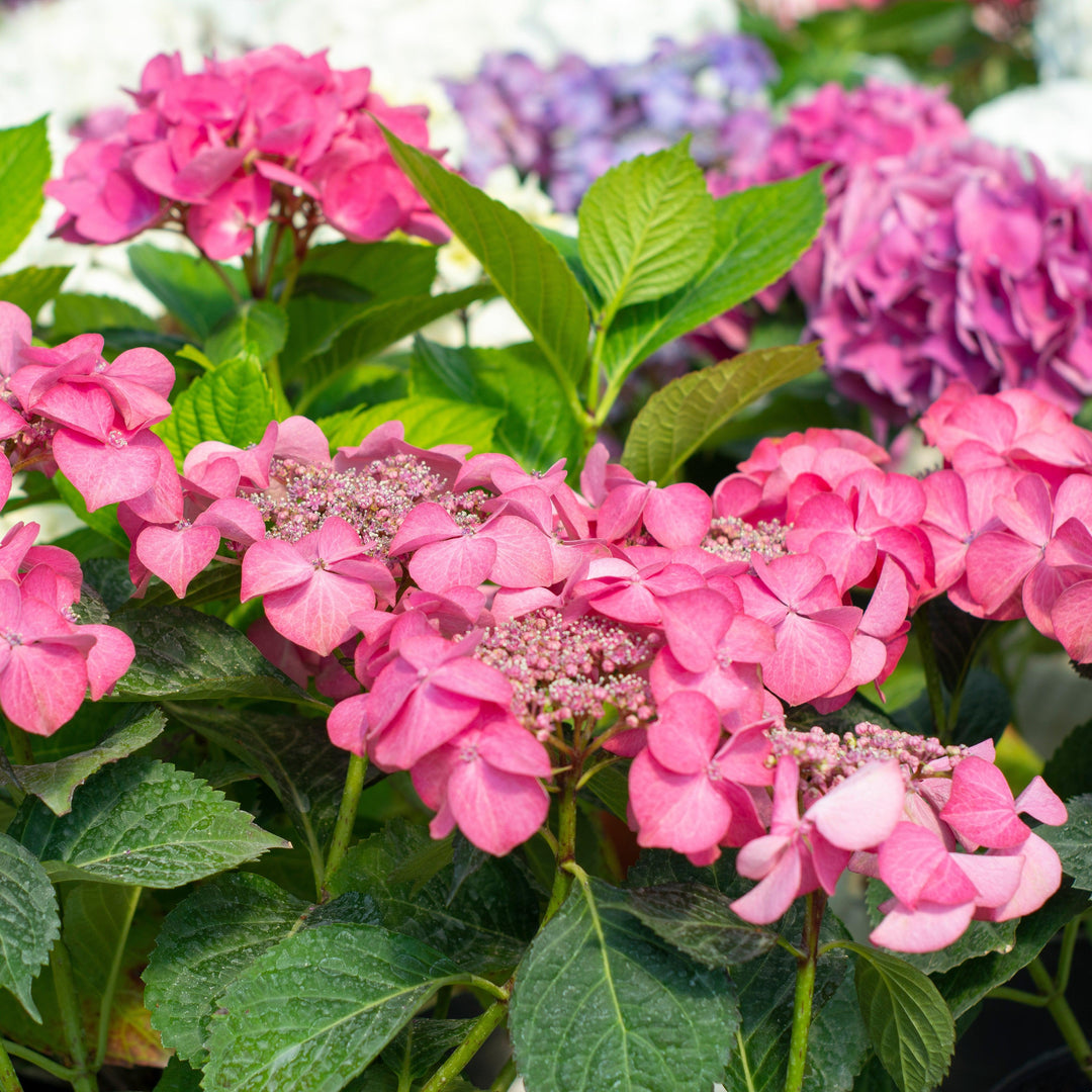 Hydrangea macrophylla 'Bailmacsix' ~ Endless Summer® Pop Star® Hydrangea-ServeScape