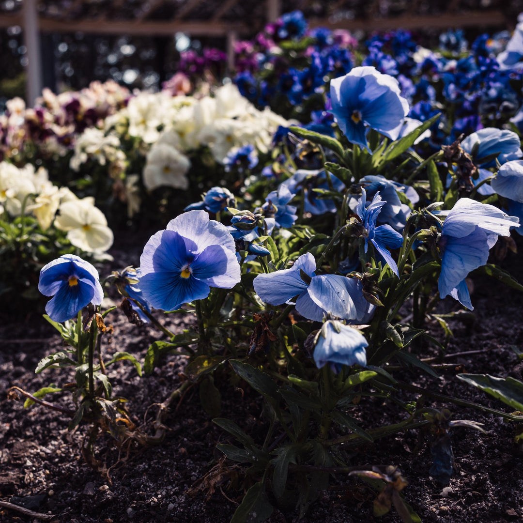 Viola x wittrockiana 'Inspire Plus Light Blue' ~ Inspire® Plus Light Blue Pansy-ServeScape