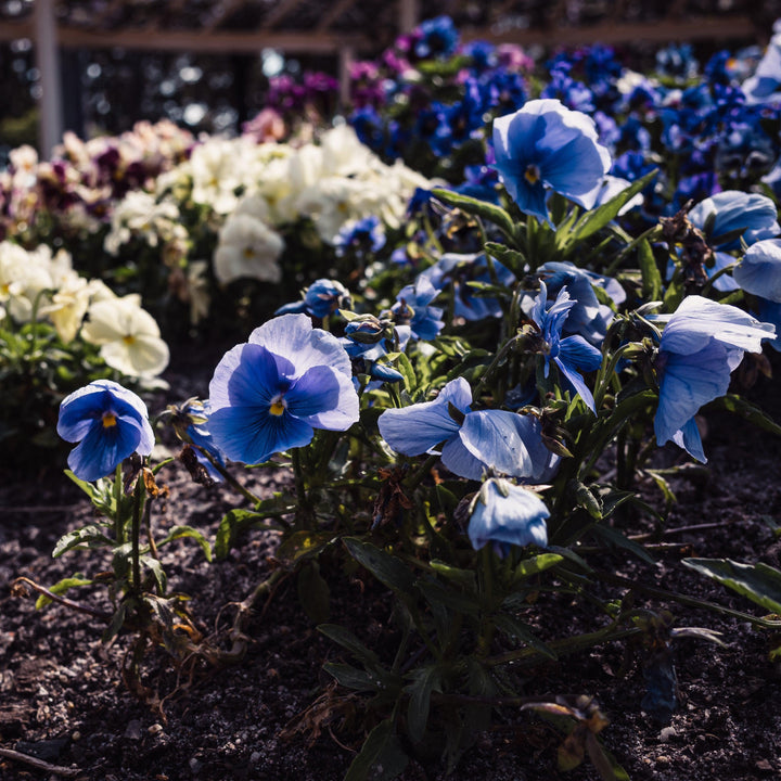 Viola x wittrockiana 'Inspire Plus Light Blue' ~ Inspire® Plus Light Blue Pansy-ServeScape