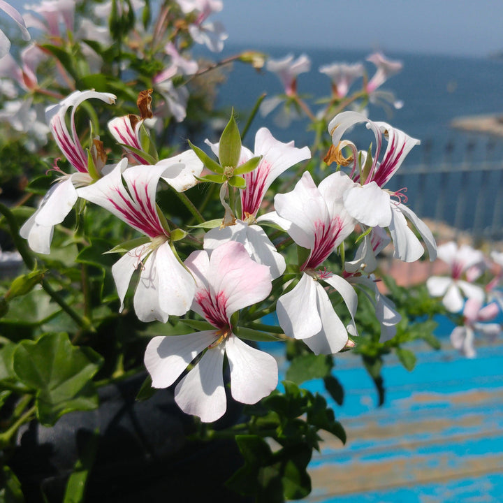 Pelargonium peltatum 'Blizzard White' ~ Blizzard® White Ivy Geranium-ServeScape