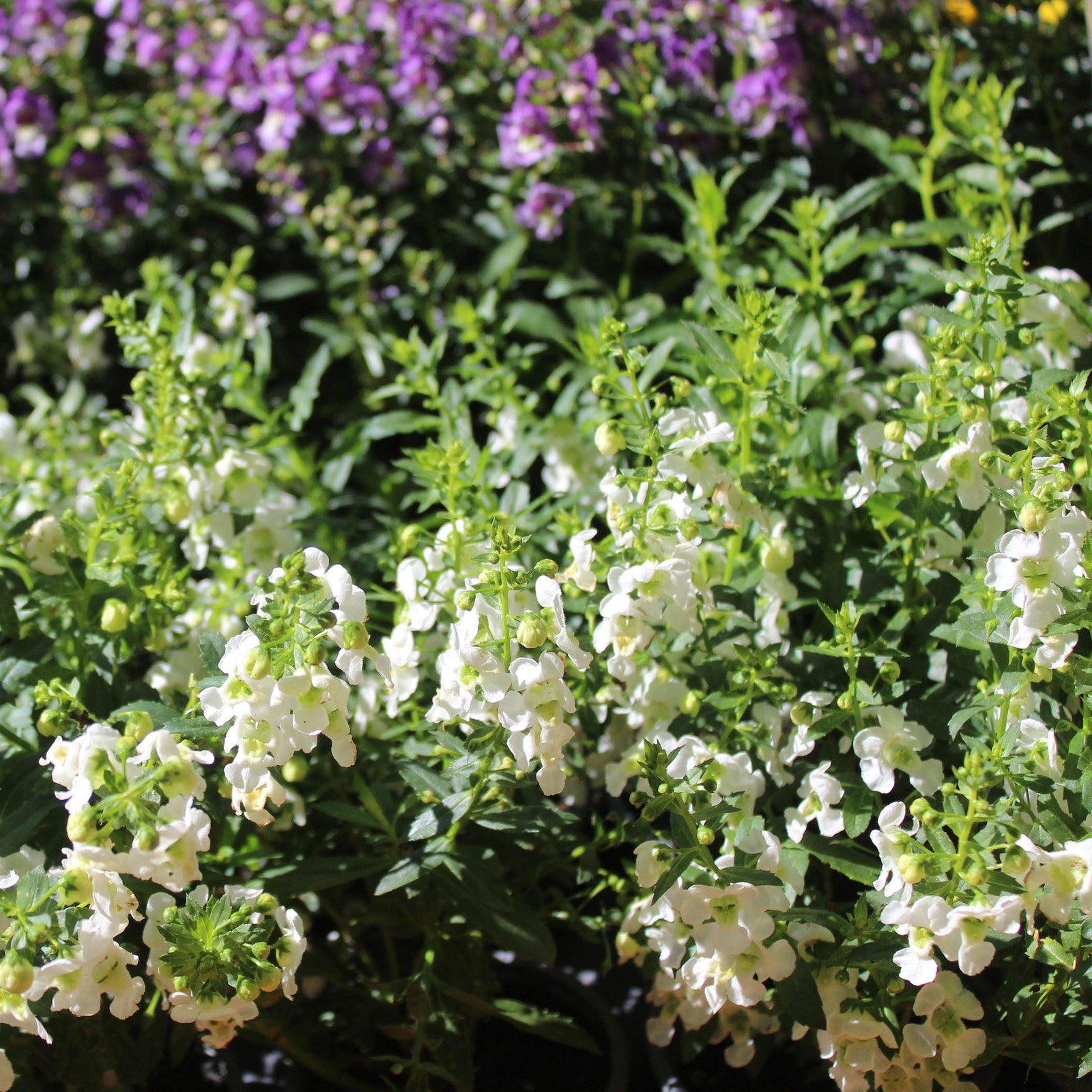Angelonia angustifolia 'Carita Cascade White' ~ Carita™ Cascade White Summer Snapdragon-ServeScape