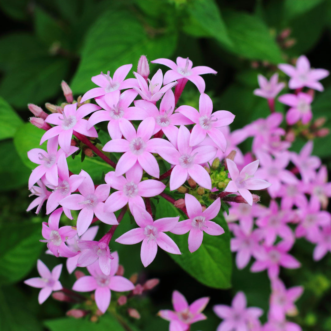 Pentas lanceolata 'Graffiti OG Lavender' ~ Graffiti® OG Lavender Star Flower-ServeScape