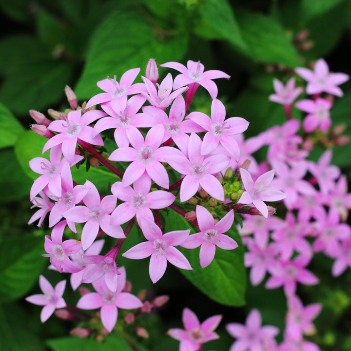 Pentas lanceolata 'Graffiti OG Lavender' ~ Graffiti® OG Lavender Star Flower-ServeScape