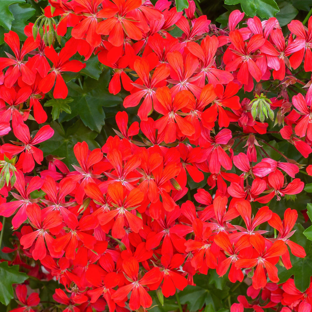 Pelargonium peltatum 'Blizzard Dark Red' ~ Blizzard® Dark Red Ivy Geranium-ServeScape