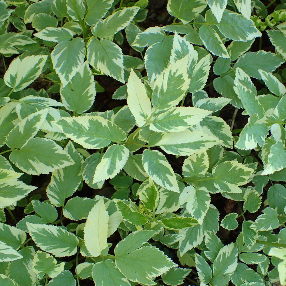 Aegopodium p. 'Variegatum' ~ Variegated Bishop's Weed - Delivered By ServeScape