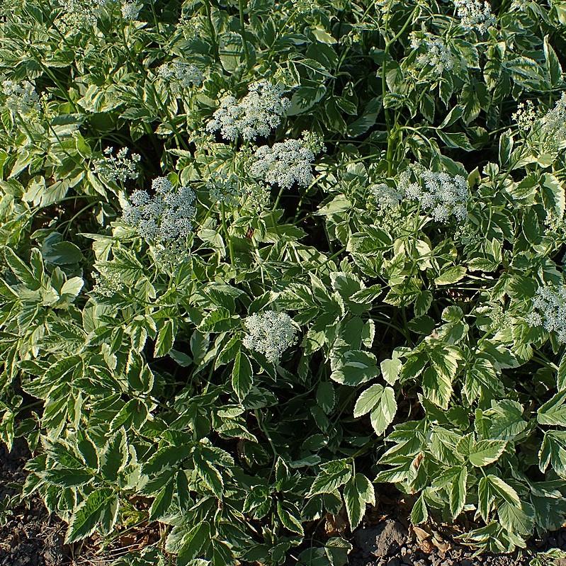 Aegopodium podagraria 'Variegatum' ~ Variegated Bishop's Weed-ServeScape