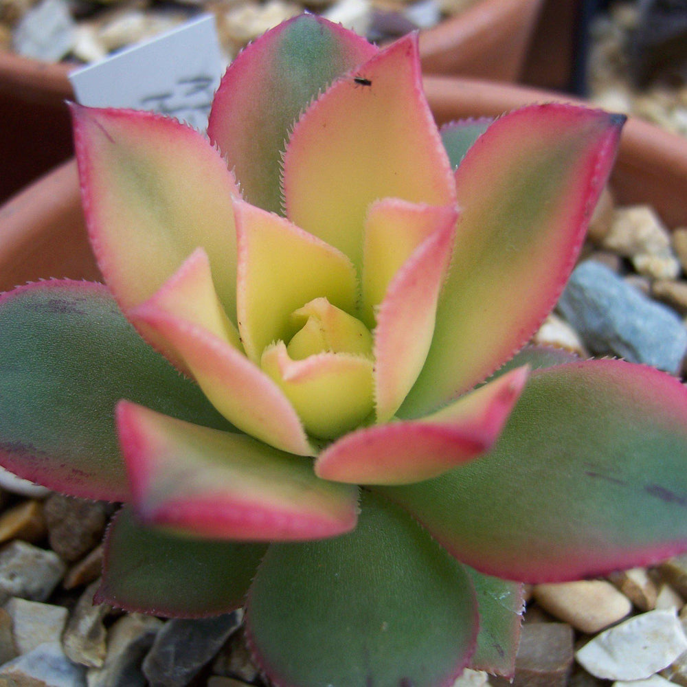 Aeonium haworthii 'Kiwi' ~ Kiwi Aeonium - Delivered By ServeScape