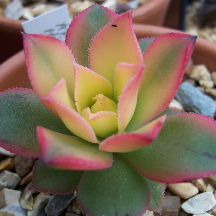 Aeonium haworthii 'Kiwi' ~ Kiwi Aeonium - Delivered By ServeScape