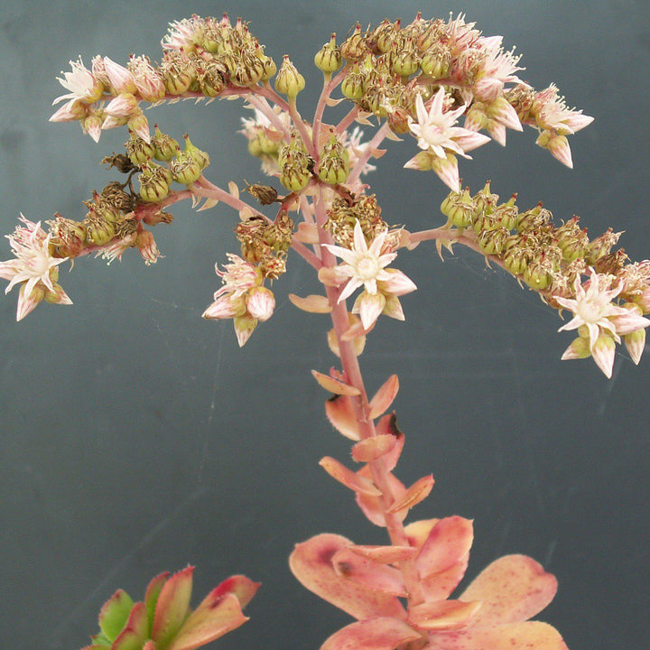 Aeonium haworthii 'Kiwi' ~ Kiwi Aeonium-ServeScape