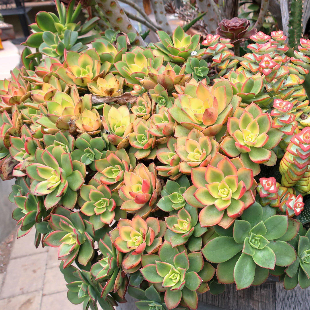 Aeonium haworthii 'Kiwi' ~ Kiwi Aeonium-ServeScape