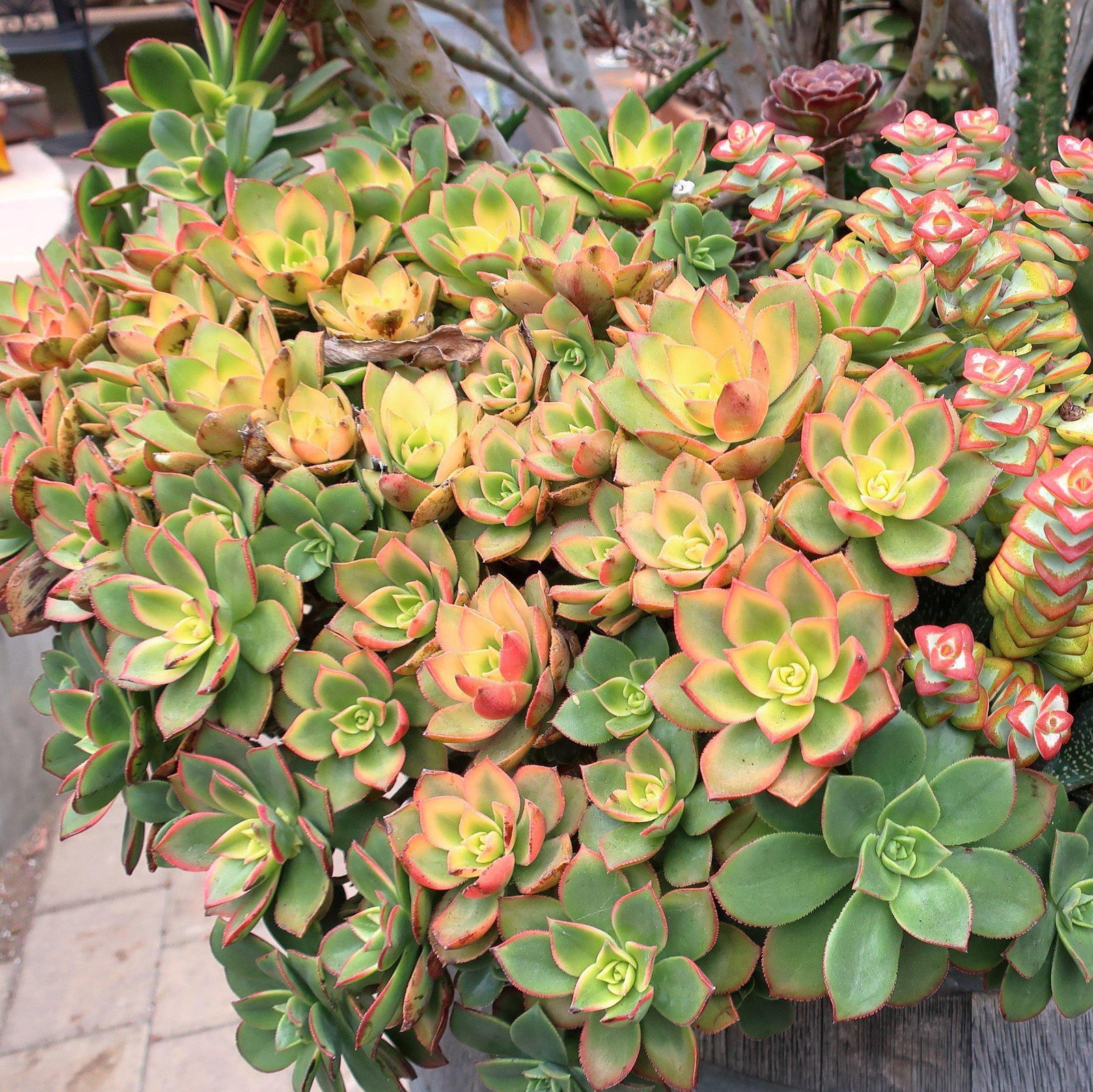 Aeonium haworthii 'Kiwi' ~ Kiwi Aeonium-ServeScape