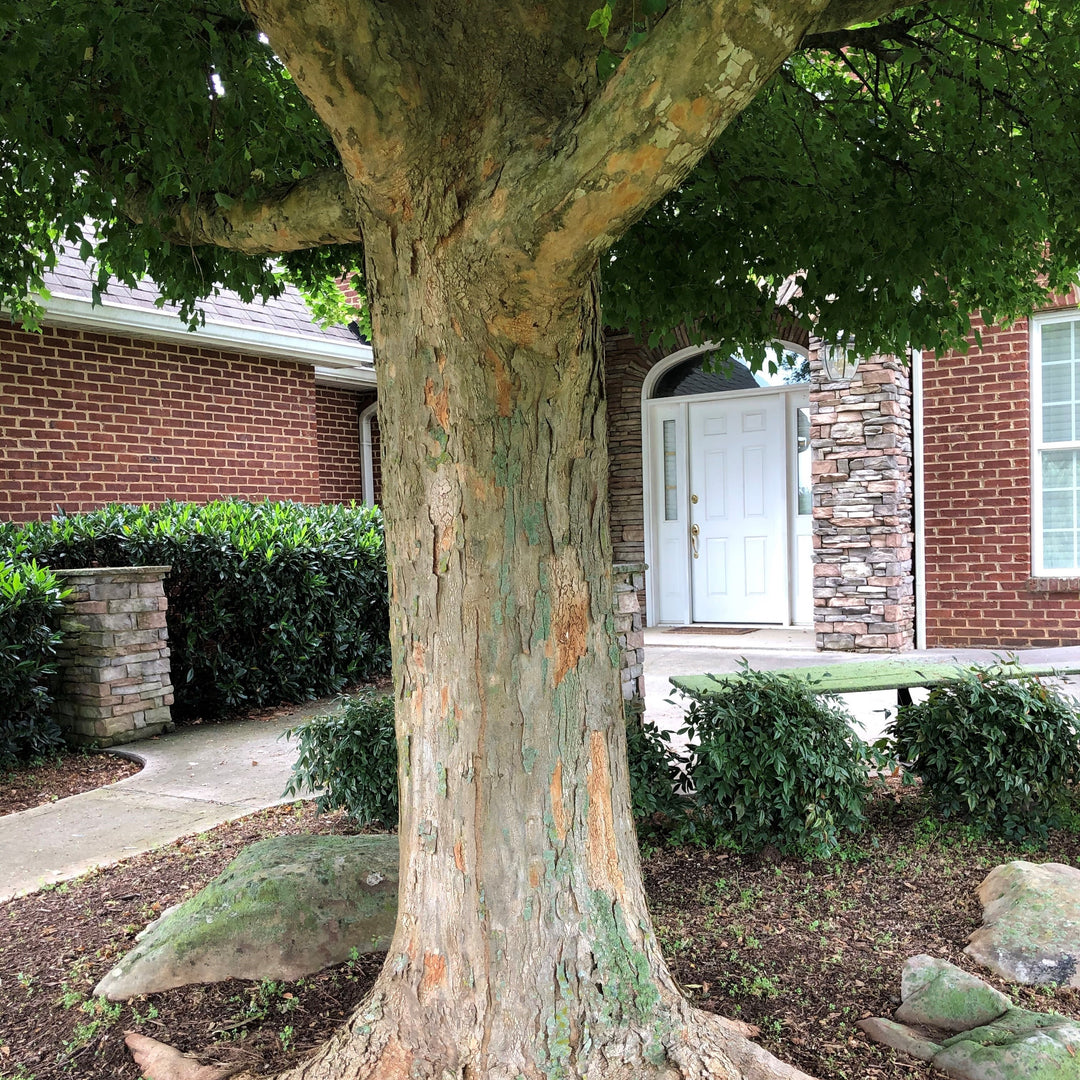Acer buergerianum 'ABMTF' ~ Aeryn® Trident Maple-ServeScape