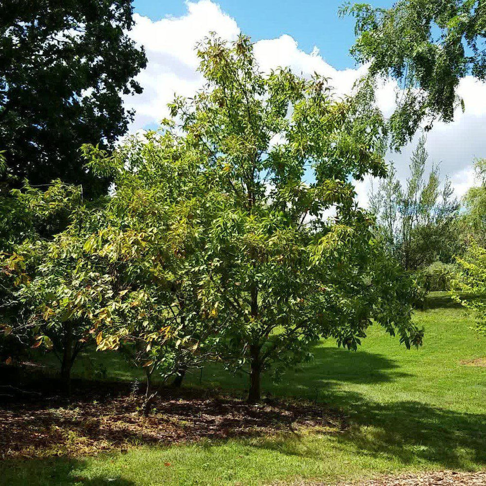 Aesculus glabra ~ Ohio Buckeye-ServeScape