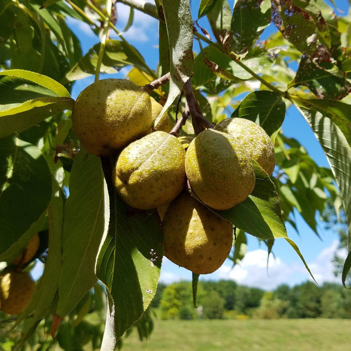 Aesculus glabra ~ Ohio Buckeye-ServeScape