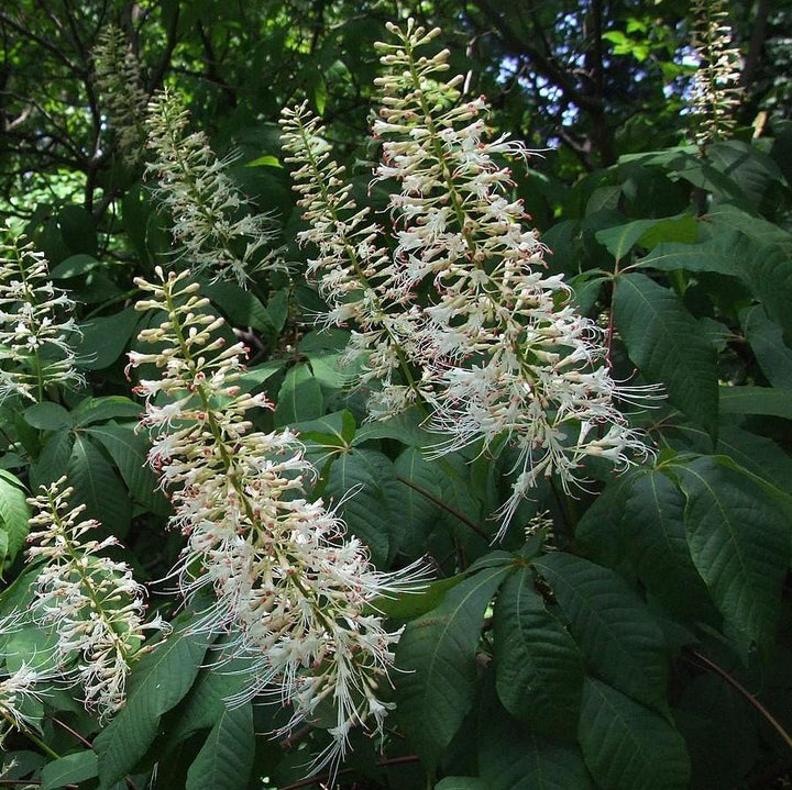 Aesculus parviflora ~ Buckeye Bottlebrush-ServeScape