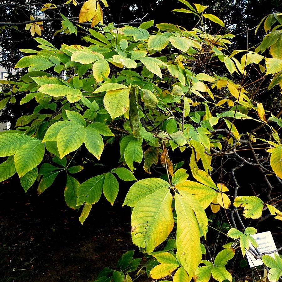 Aesculus parviflora ~ Buckeye Bottlebrush-ServeScape