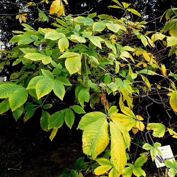 Aesculus parviflora ~ Buckeye Bottlebrush-ServeScape