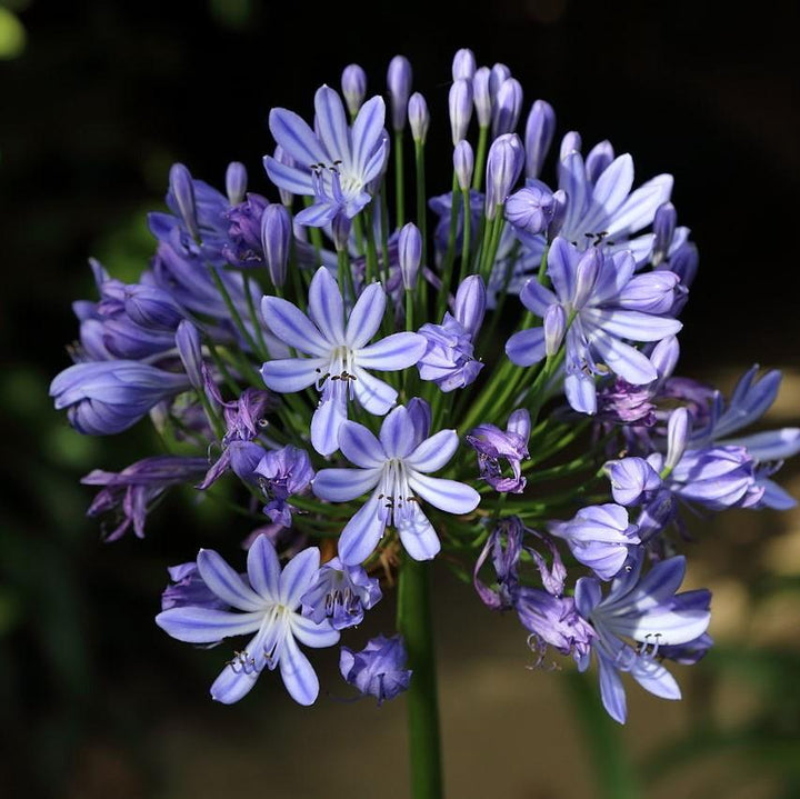 Agapanthus 'Benfran' ~ Baby Pete™ Lily of the Nile, Agapanthus-ServeScape