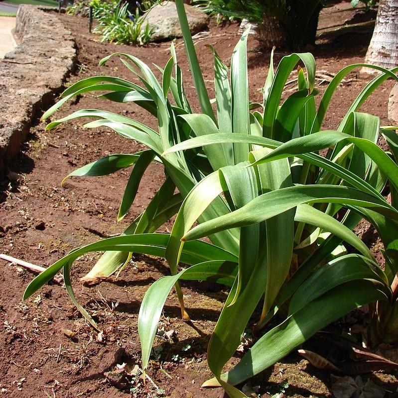 Agapanthus 'Benfran' ~ Baby Pete™ Lily of the Nile, Agapanthus-ServeScape