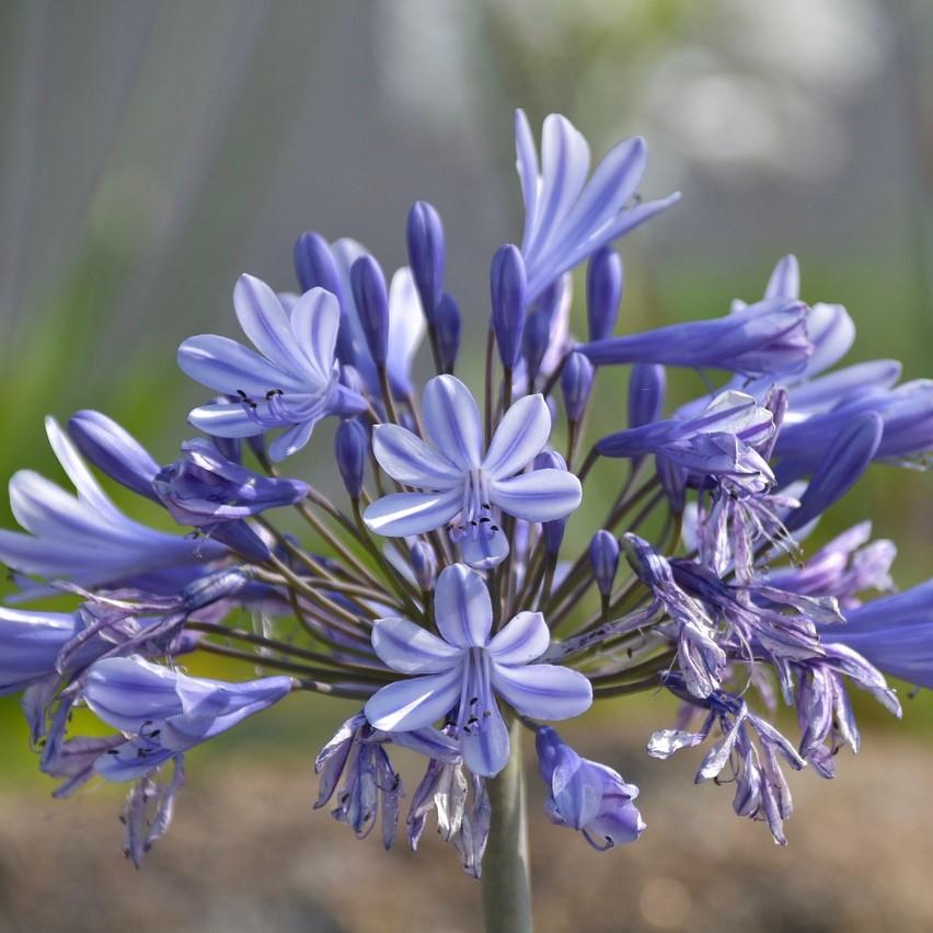 Agapanthus 'Benfran' ~ Baby Pete™ Lily of the Nile, Agapanthus-ServeScape