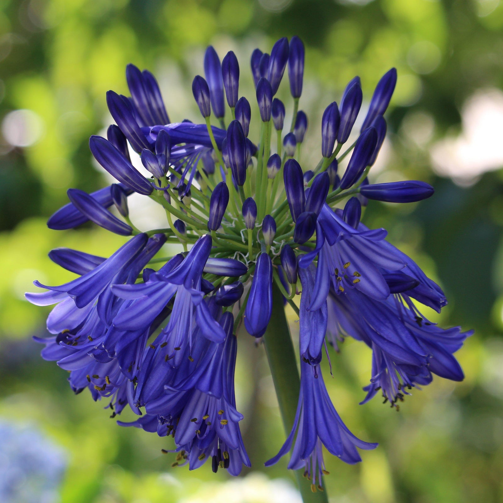 Agapanthus 'Blue Yonder' ~ Blue Yonder Lily of the Nile - Delivered By ServeScape