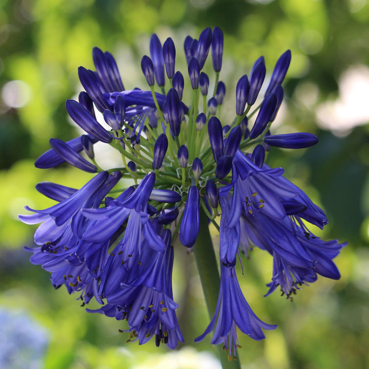 Agapanthus 'Blue Yonder' ~ Blue Yonder Lily of the Nile - Delivered By ServeScape