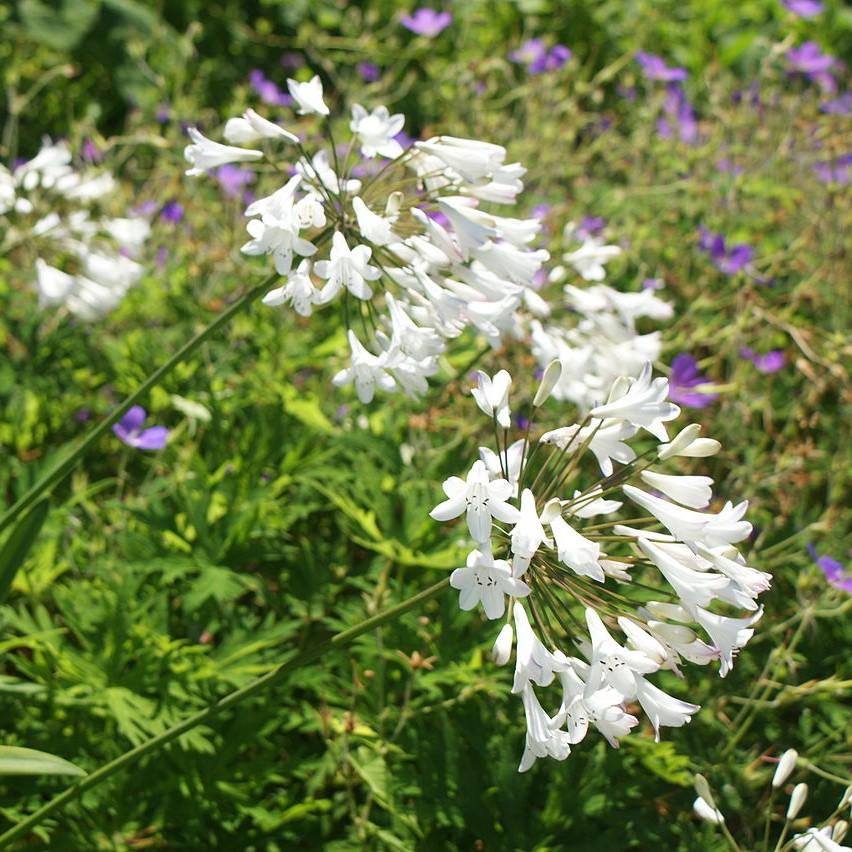 Agapanthus 'Getty White' ~ Getty White Agapanthus-ServeScape