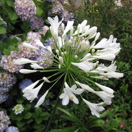 Agapanthus 'Getty White' ~ Getty White Agapanthus-ServeScape