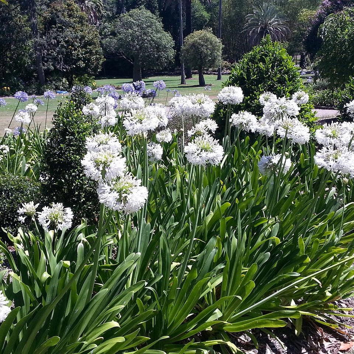Agapanthus 'Getty White' ~ Getty White Agapanthus-ServeScape