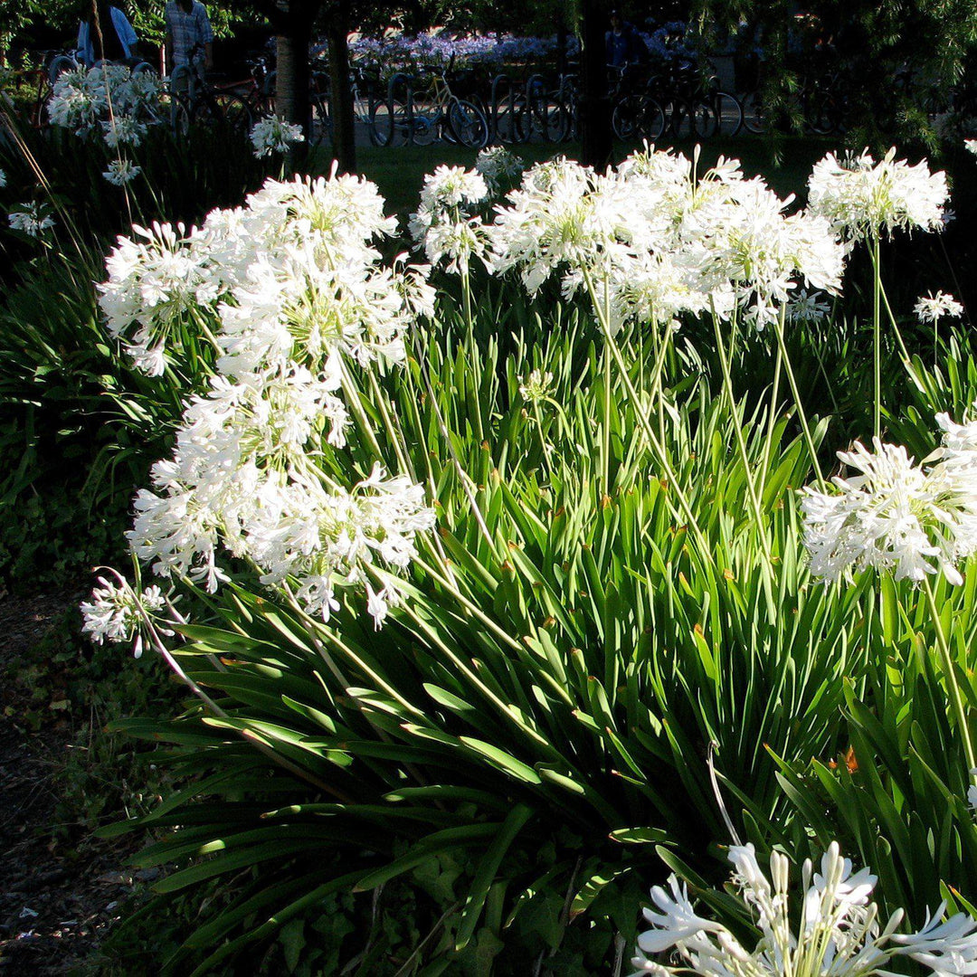 Agapanthus 'Getty White' ~ Getty White Agapanthus - Delivered By ServeScape