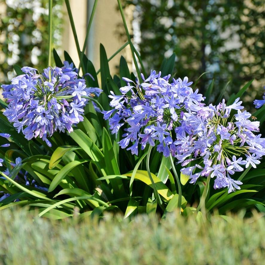 Agapanthus 'Neverland' ~ Neverland Agapanthus-ServeScape