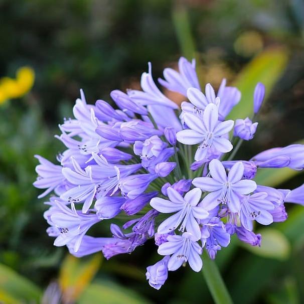 Agapanthus 'Neverland' ~ Neverland Agapanthus-ServeScape