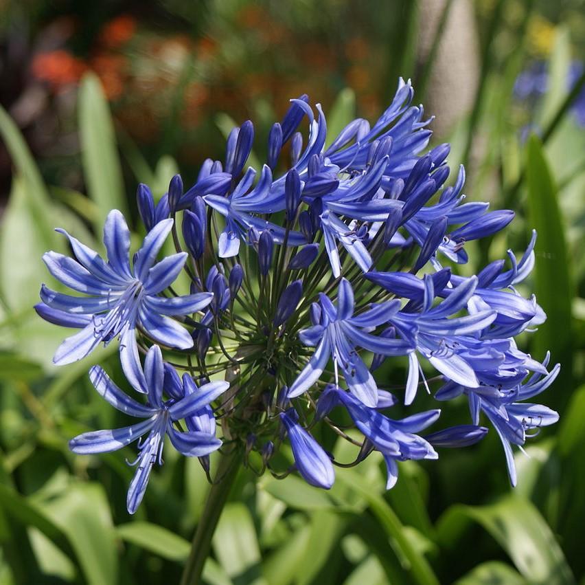 Agapanthus 'Northern Star' ~ Northern Star Agapanthus-ServeScape
