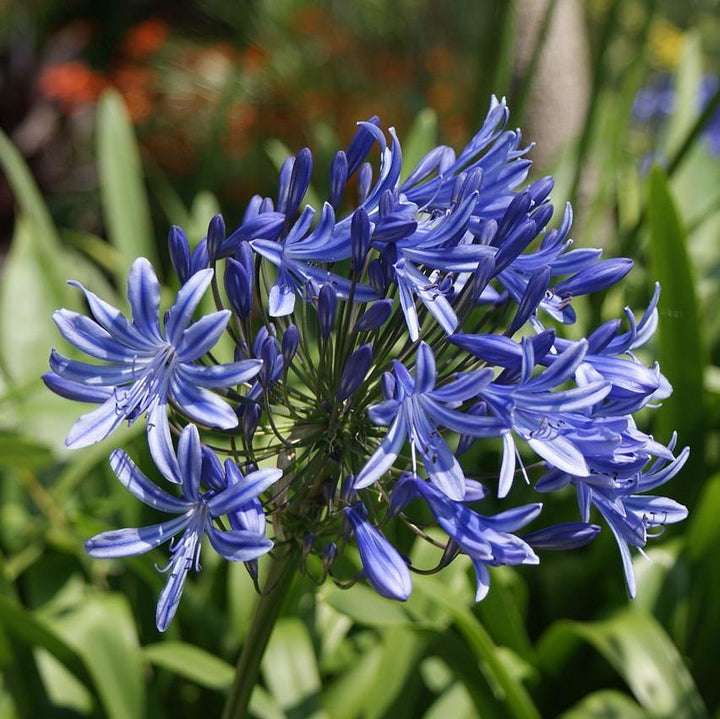 Agapanthus 'Northern Star' ~ Northern Star Agapanthus-ServeScape