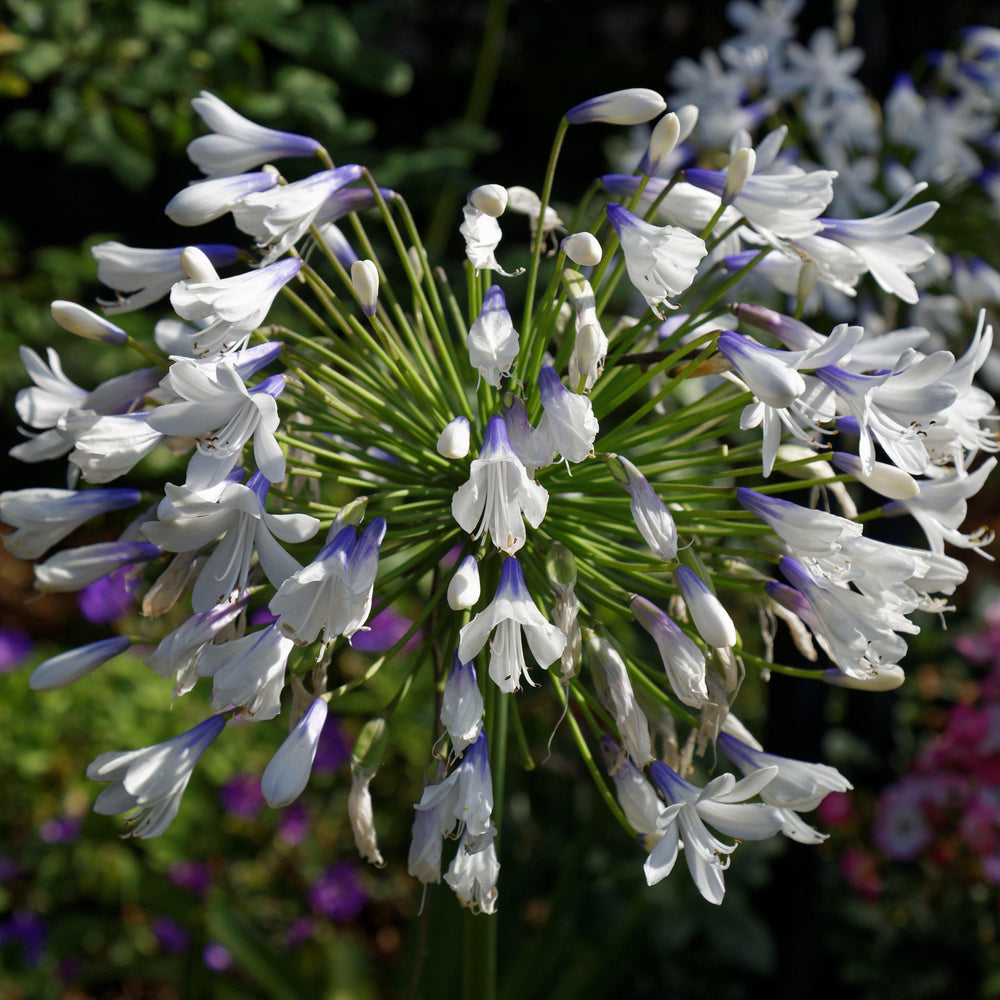 Agapanthus 'Queen Mum' ~ Queen Mum Agapanthus - Delivered By ServeScape