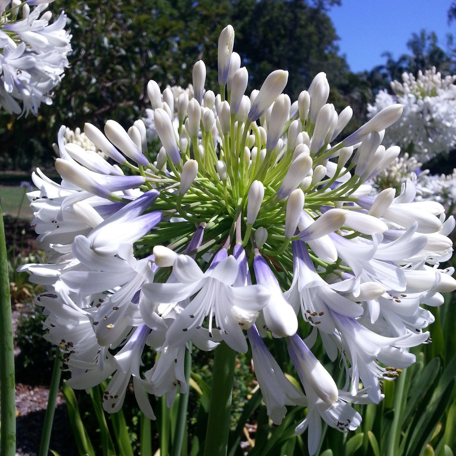 Agapanthus 'Queen Mum' ~ Queen Mum Agapanthus-ServeScape