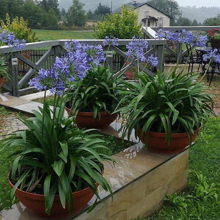 Agapanthus africanus ~ Blue Lily of the Nile-ServeScape