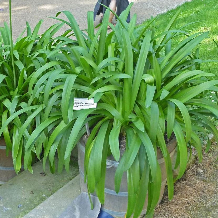 Agapanthus africanus ~ Blue Lily of the Nile-ServeScape