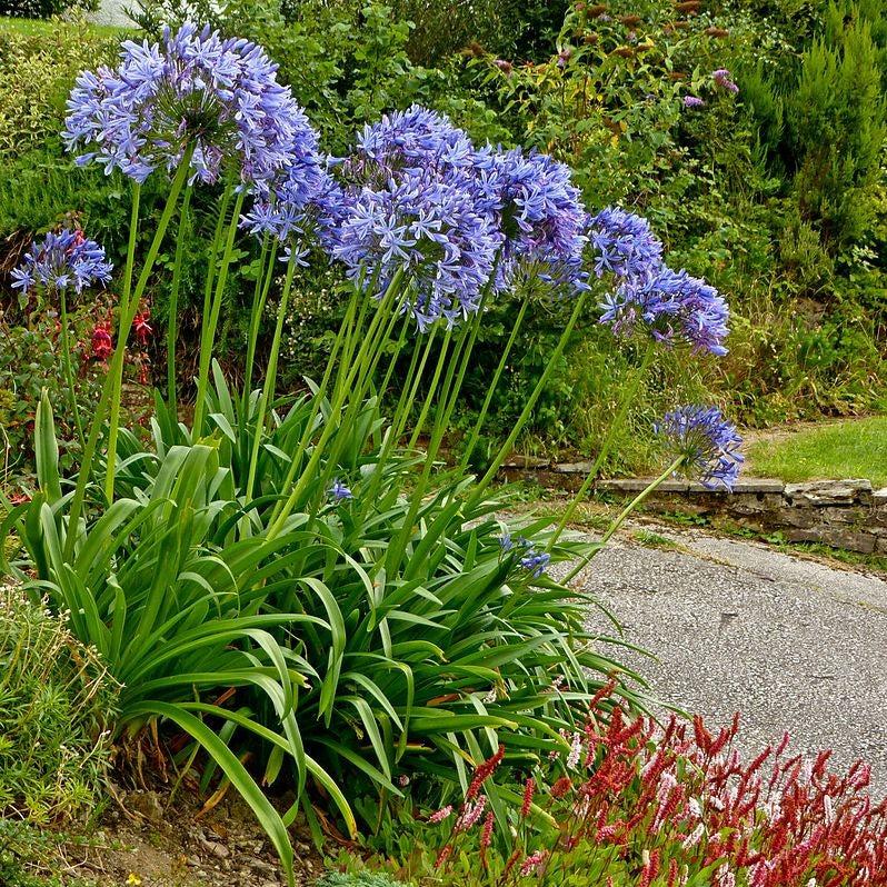 Agapanthus 'Storm Cloud' ~ Storm Cloud Agapanthus-ServeScape