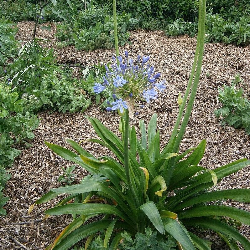Agapanthus praecox 'Blue' ~ African Blue Lily-ServeScape