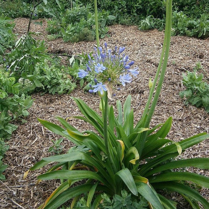 Agapanthus praecox 'Blue' ~ African Blue Lily-ServeScape