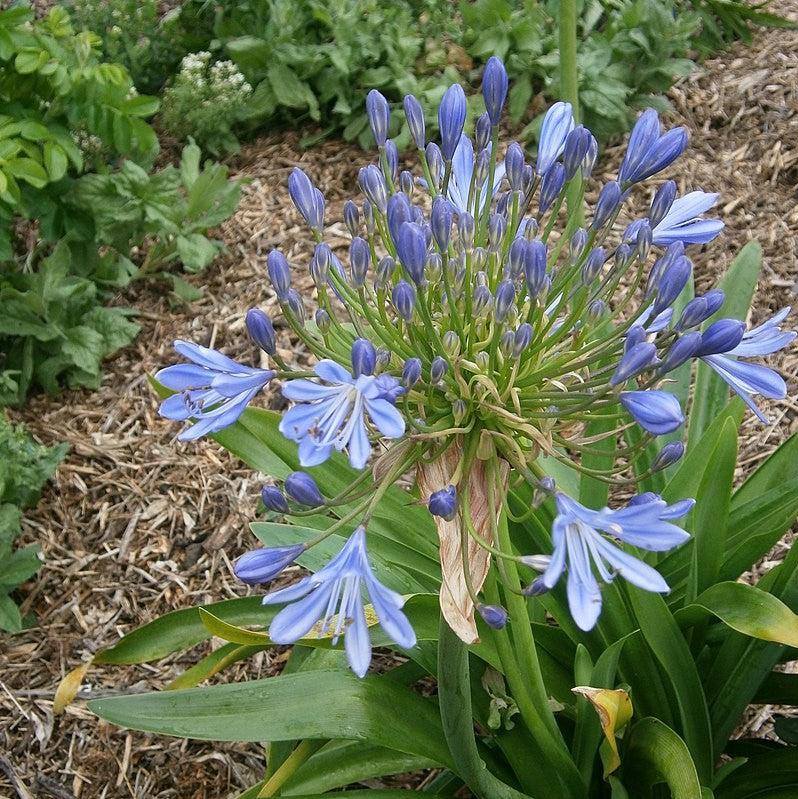 Agapanthus praecox 'Blue' ~ African Blue Lily-ServeScape